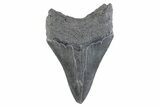 Fossil Megalodon Tooth - South Carolina #332331-1